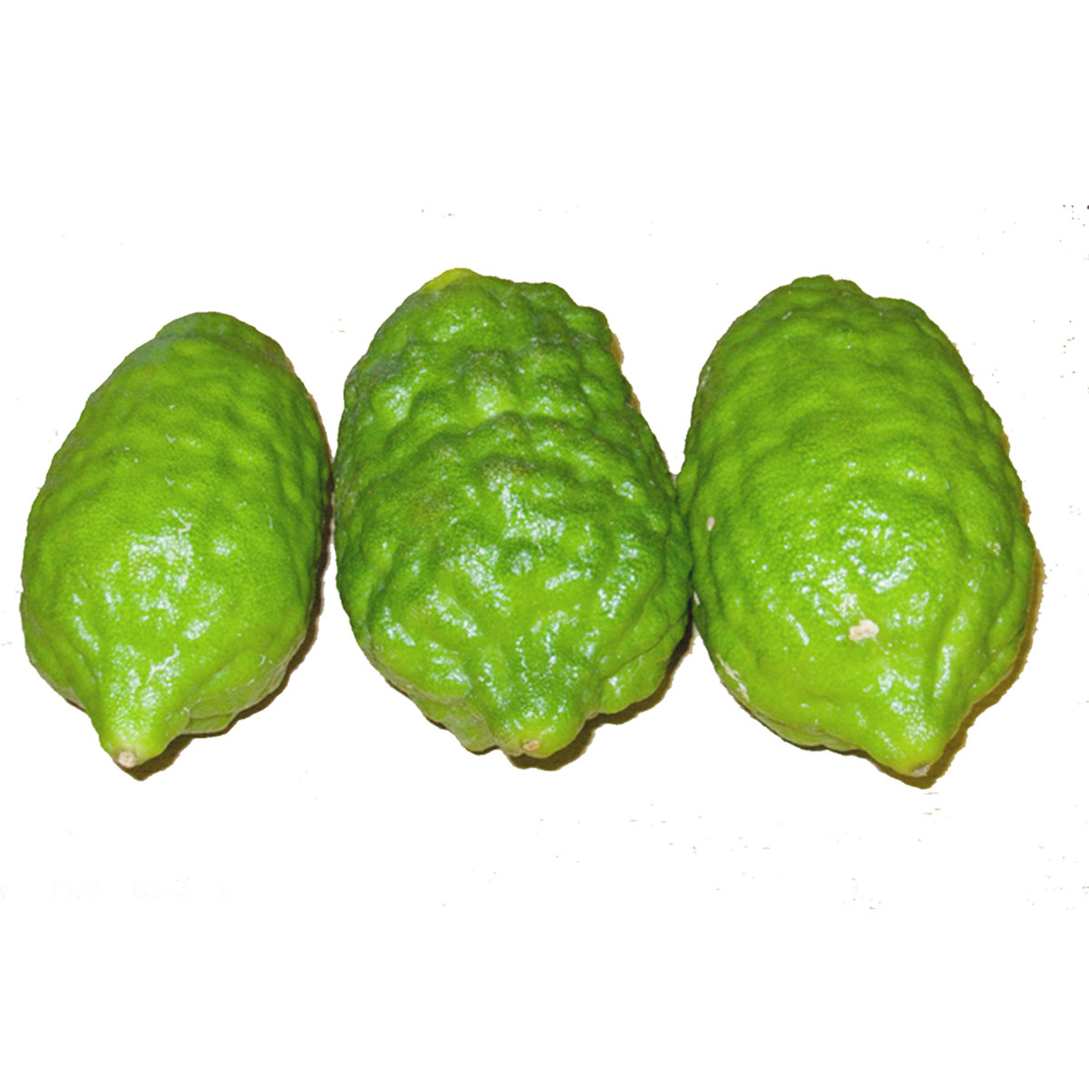 Jara Lebu Sylhet