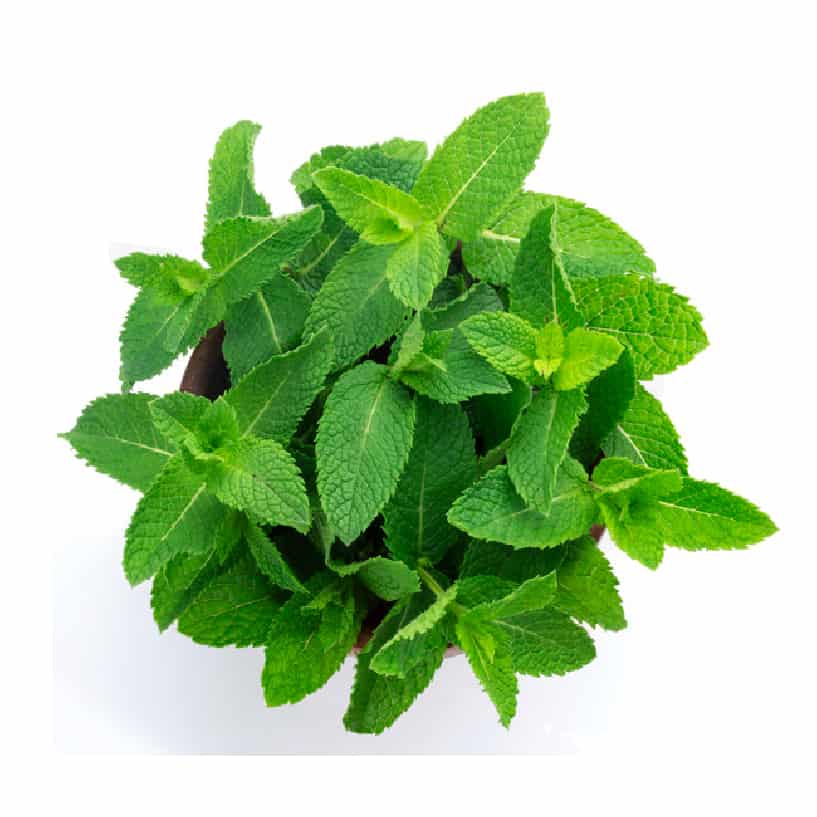 Mint