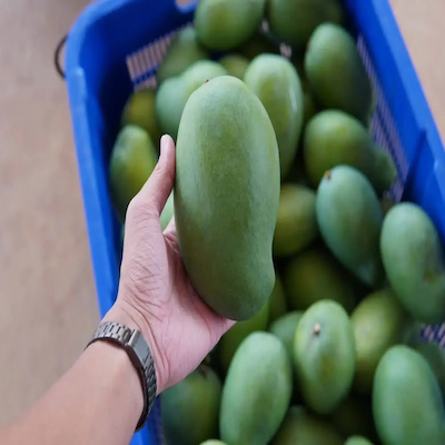 Malaysian Mango