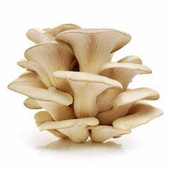 Oysters Mushroom PP
