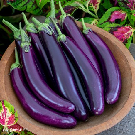 Long Aubergine