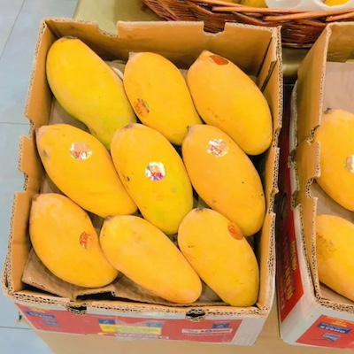 Pakistani Mango Sindhri