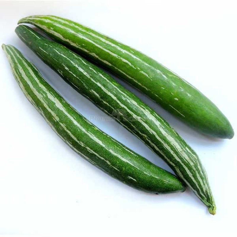 Kohi / Snake Gourd