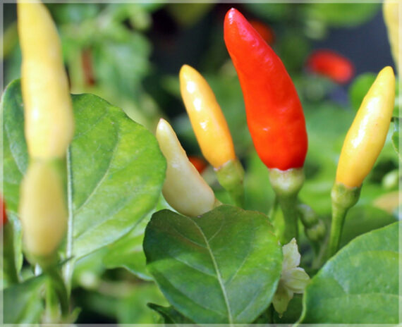 Turkish White Chilli PP