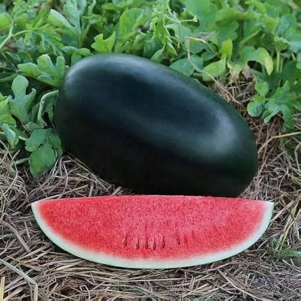 Water Melon Black