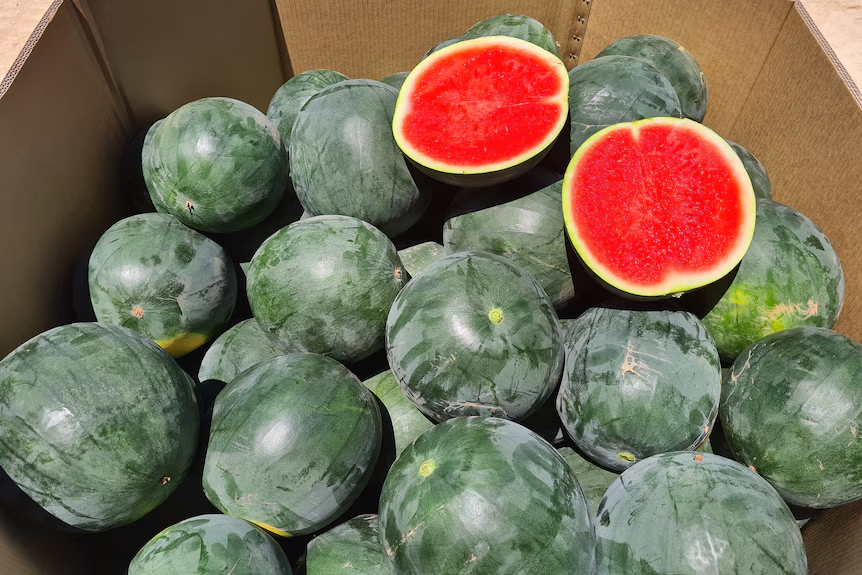Water Melon Black
